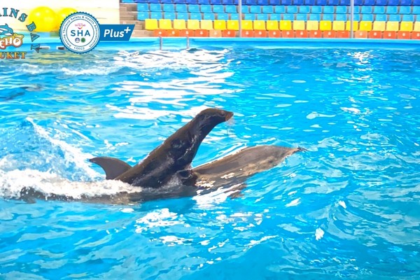 Phuket Dolphin Show